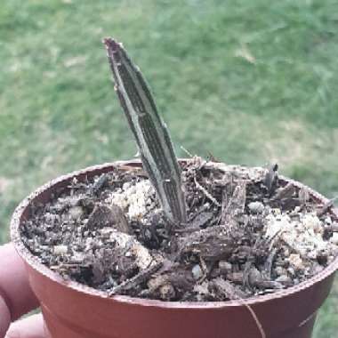 Senecio stapeliiformis