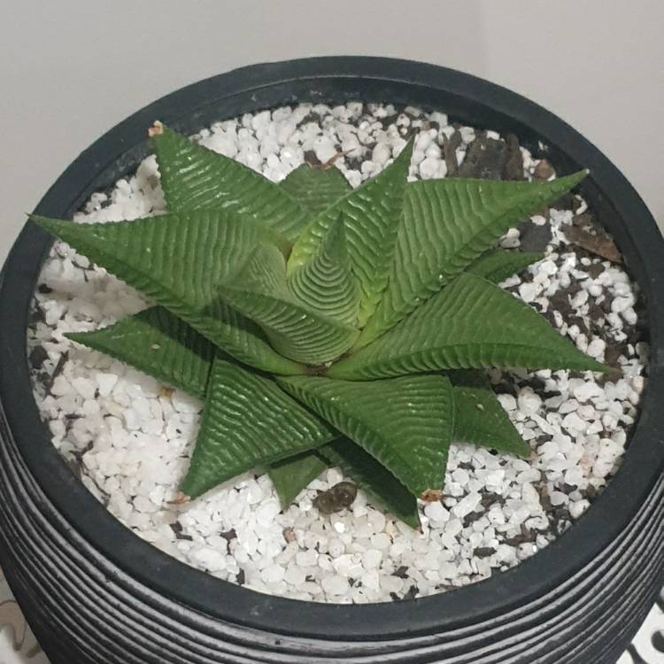 Plant image Haworthia limifolia ‘Fairy Washboard'