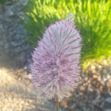 Ptilotus nobilis syn. Pytilotus exaltatus