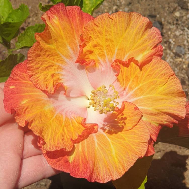 Plant image Hibiscus