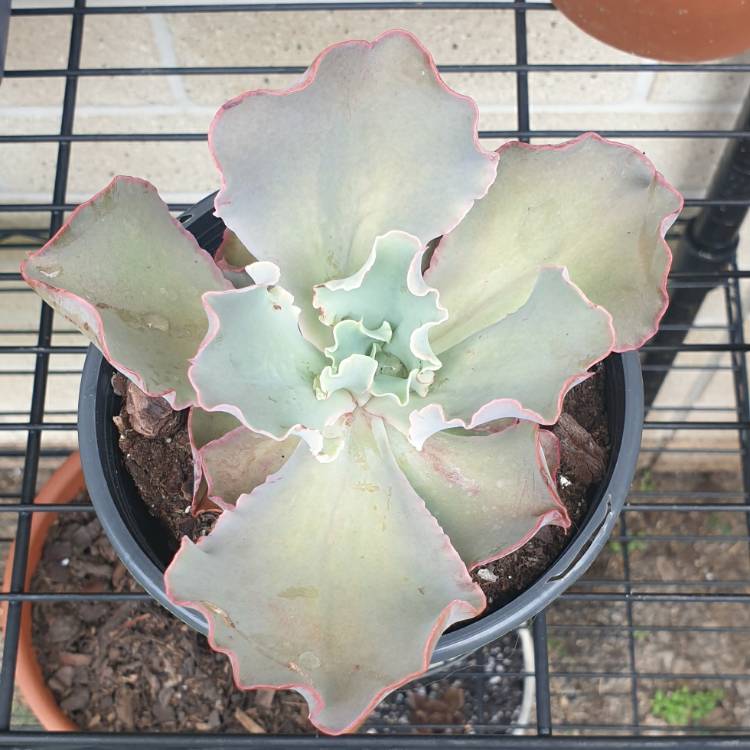 Plant image Echeveria Pastel