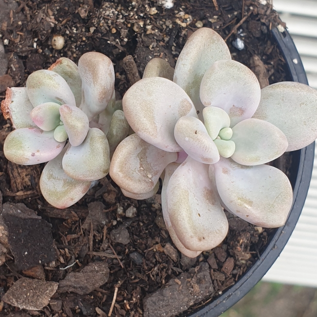 Plant image Graptopetalum Ellen