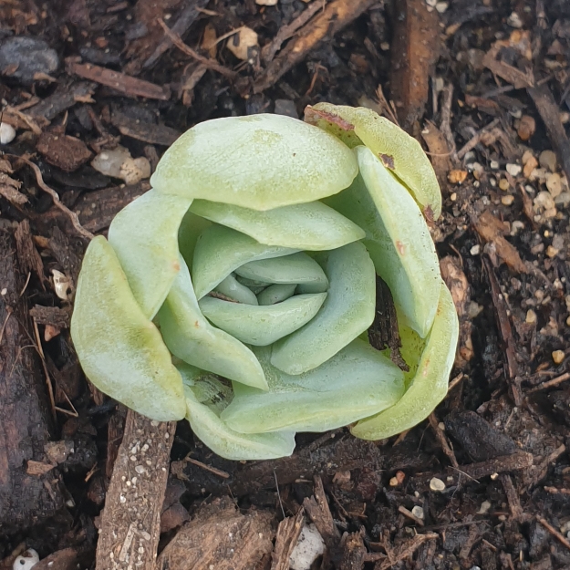 Plant image Echeveria Raspberry Ice