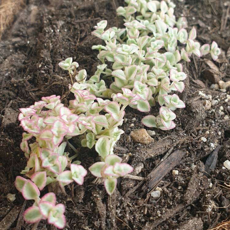 Plant image Crassula Pellucida Subsp. Marginalis 'Minima Albovariegata' 