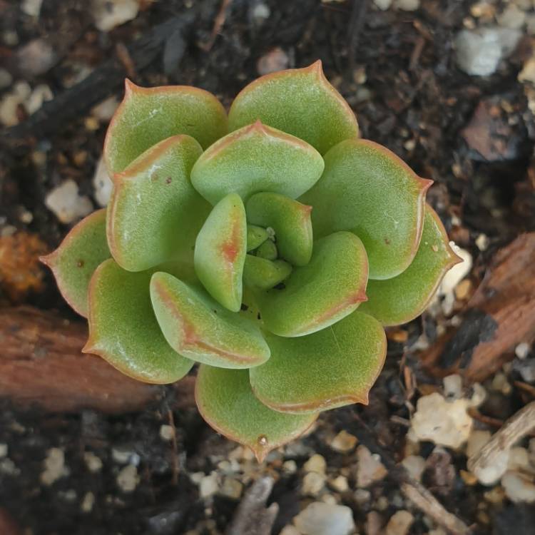 Plant image Echeveria subcorymbosa Lau 026