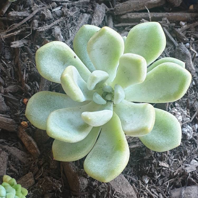 Plant image xGraptoveria Orange Sherbet