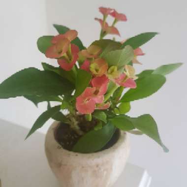 Crown Of Thorns - Miniature Variety