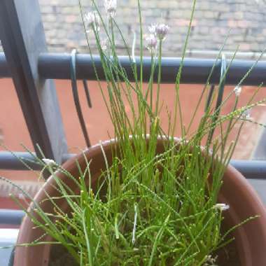 Garlic Chives