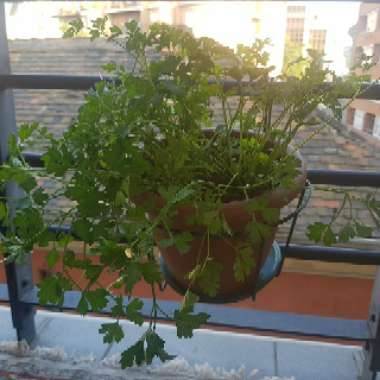 Italian Parsley 'Gigante'