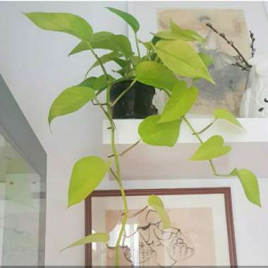 Heartleaf Philodendron