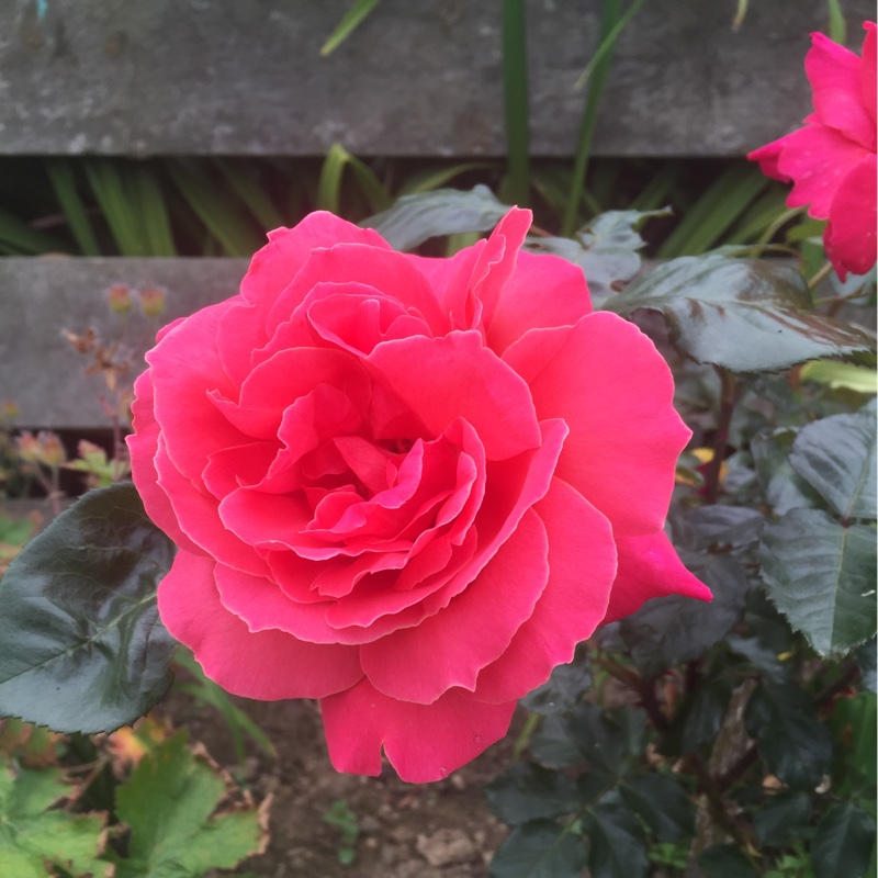 Hybrid Tea Rose 'The Anniversary Rose'