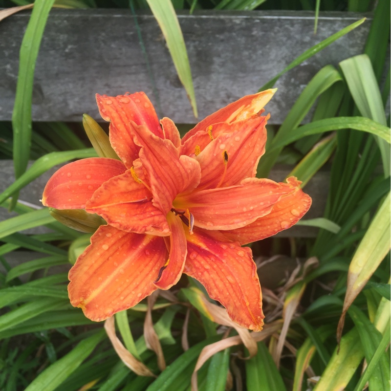 Daylily 'Kwanso'