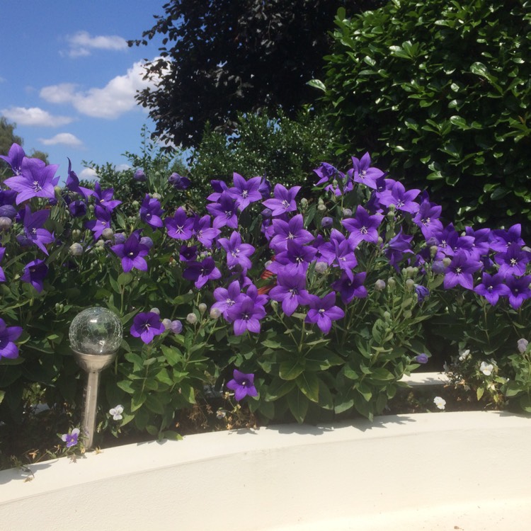 Plant image Platycodon grandiflorus 'Sentimental Blue' syn. Campanula grandiflora 'Sentimental Blue'