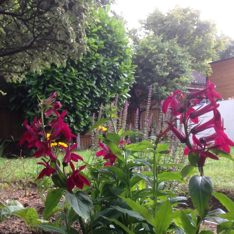 Plant image Lobelia x speciosa 'Fan Burgundy'