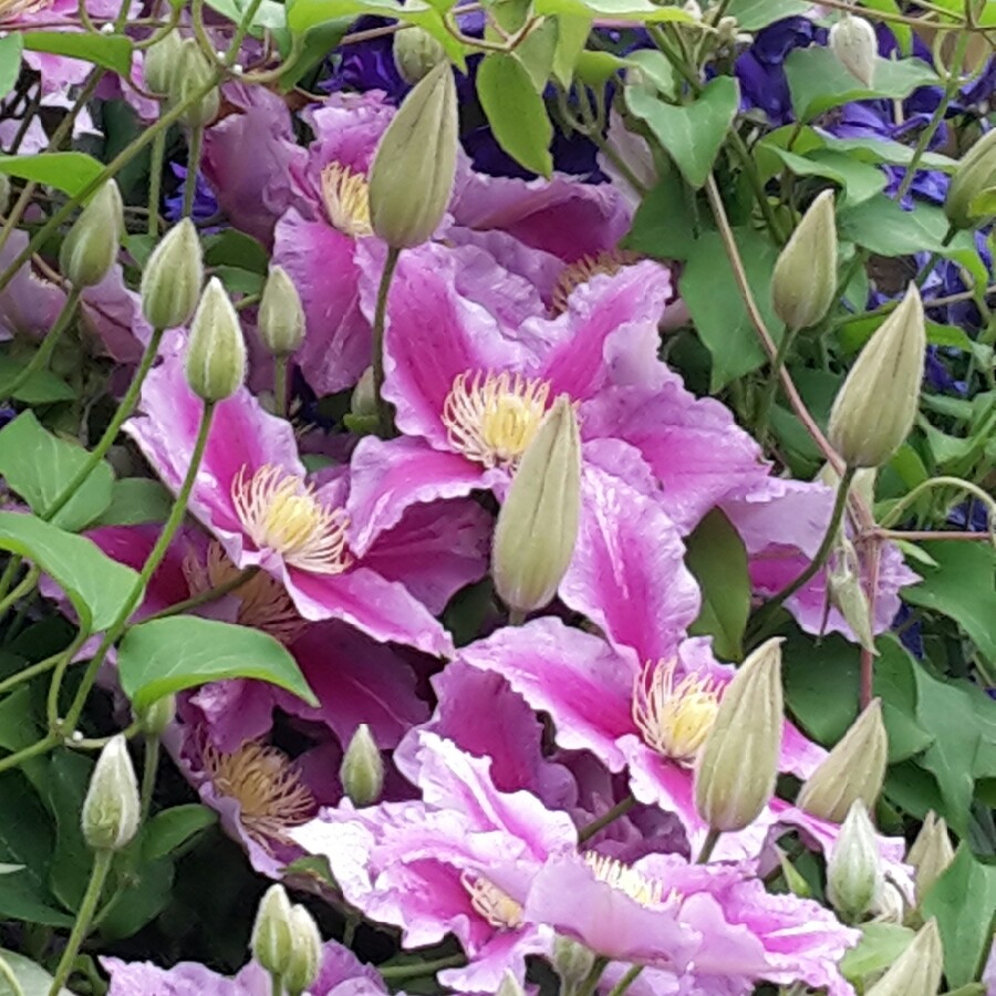 Clematis 'Piilu'