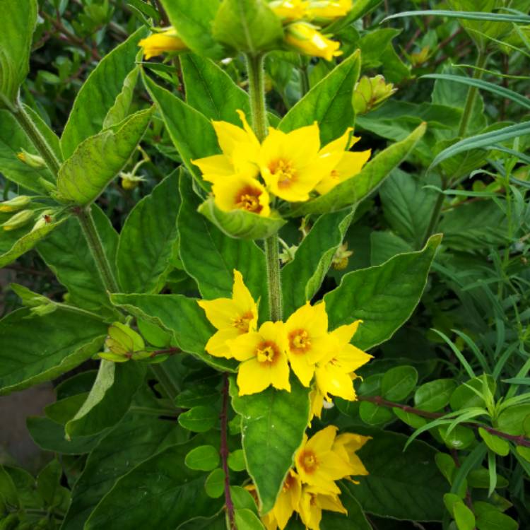 Plant image Lysimachia vulgaris