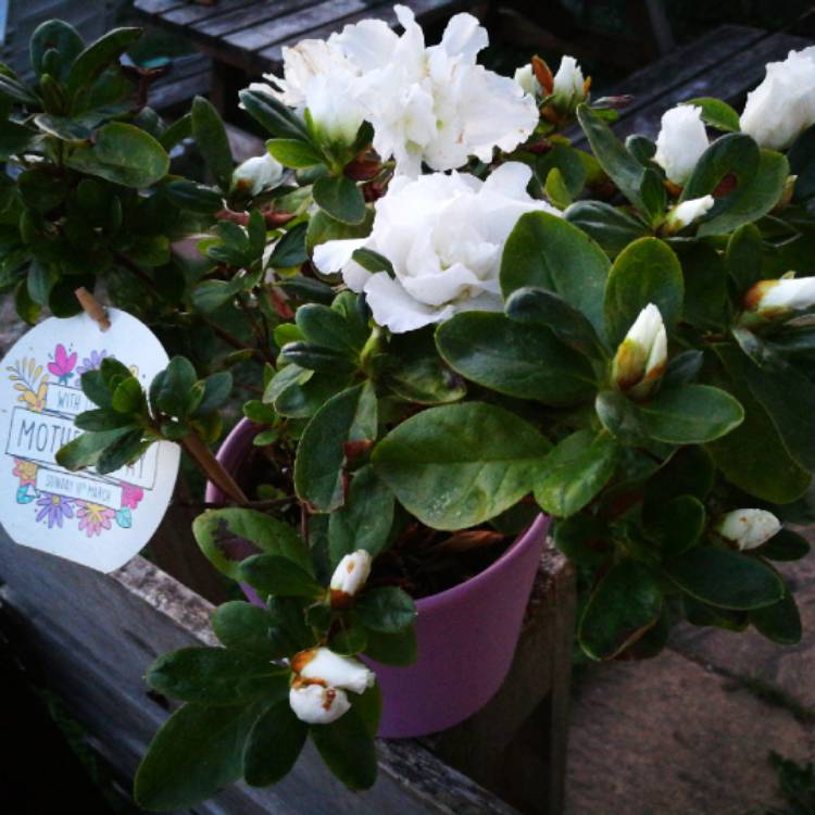 Plant image Rhododendron 'Natural Happiness'