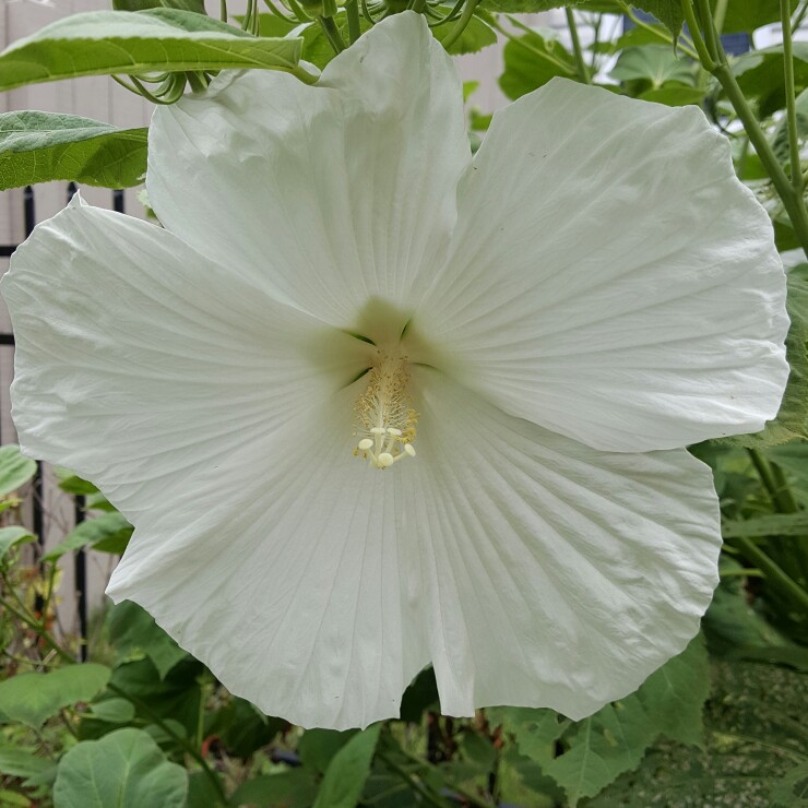 Plant image Hibiscus grandiflorus