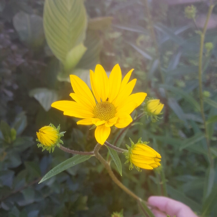 Plant image Helianthus 'Giganteus'