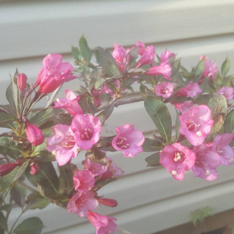 Plant image Weigela 'Dark Horse'