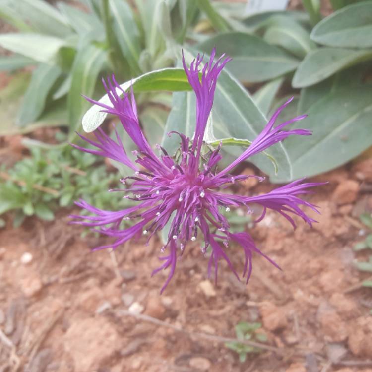 Plant image Centaurea montana 'Amethyst Dream'