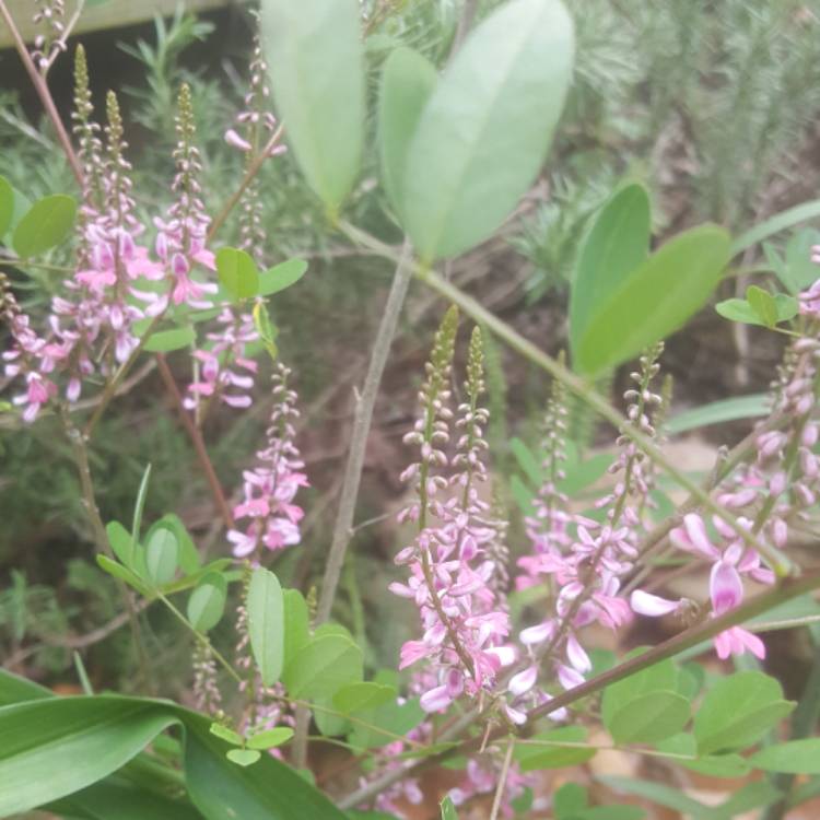 Plant image Indigofera heterantha syn. Indigofera gerardiana