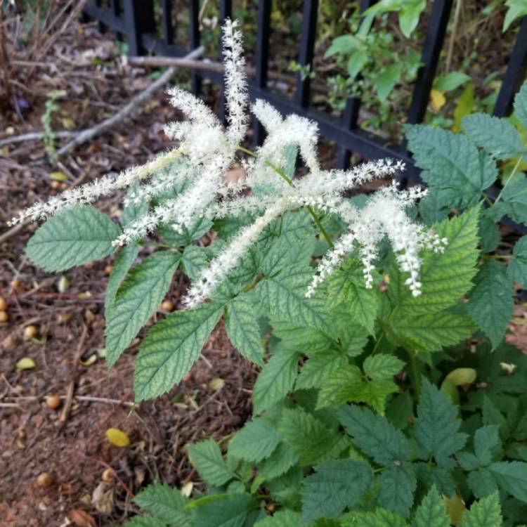 Plant image Aruncus dioicus