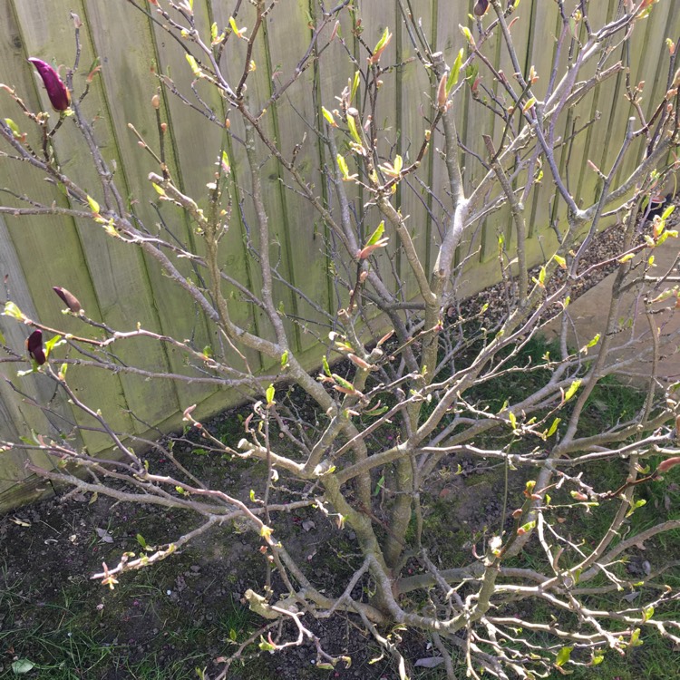 Plant image Magnolia 'Kobus'