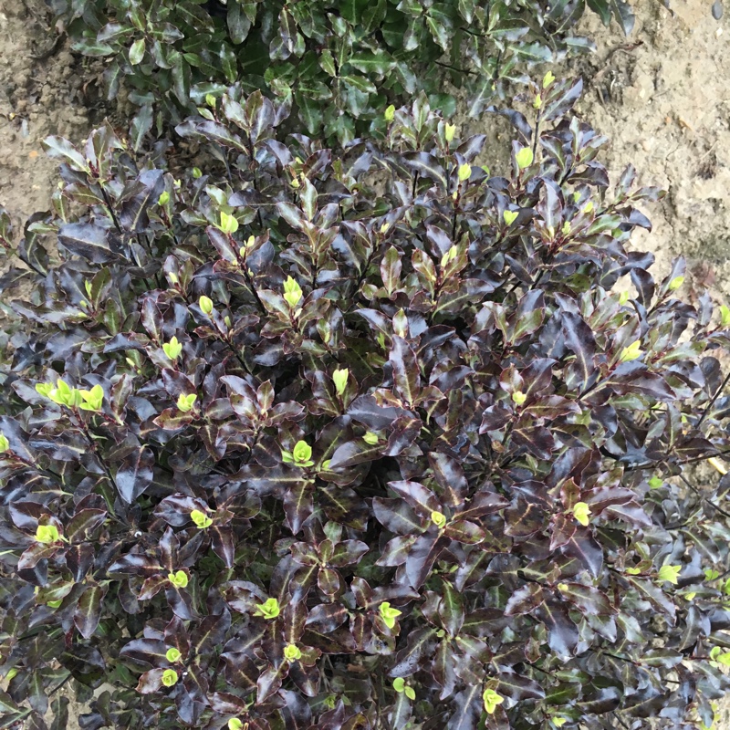 New Zealand Pittosporum 'Tom Thumb'