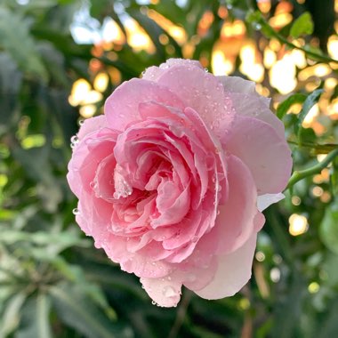 Rose 'Jubilee Celebration'