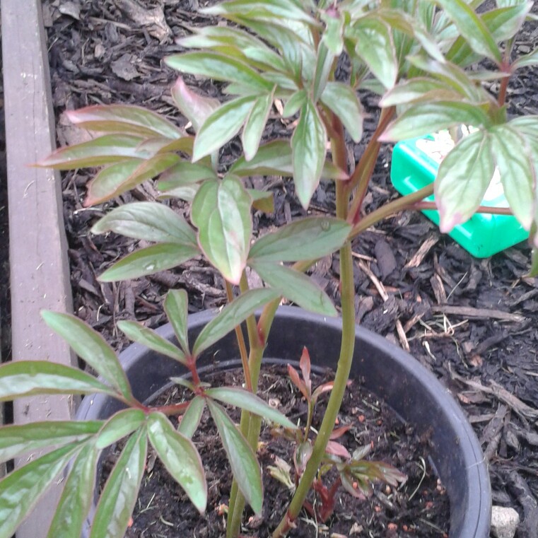 Plant image Paeonia x suffruticosa 'Kokuryu-nishiki' syn. Paeonia x suffruticosa 'Black Dragon Brocade'