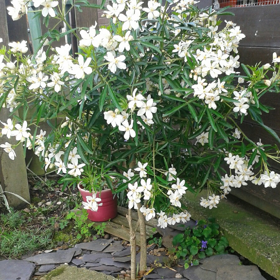 Plant image Choisya ternata 'Goldfinger'