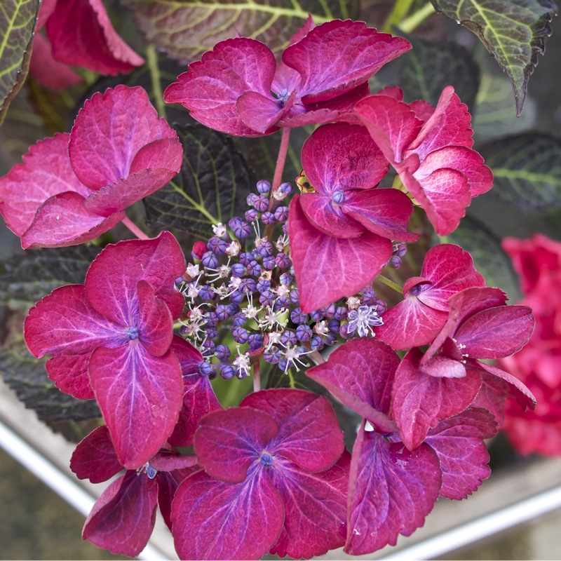 Hydrangea 'Normalis'