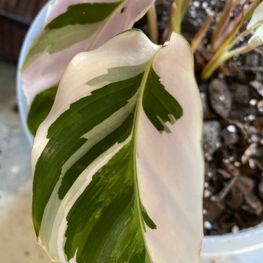 Calathea White Fusion