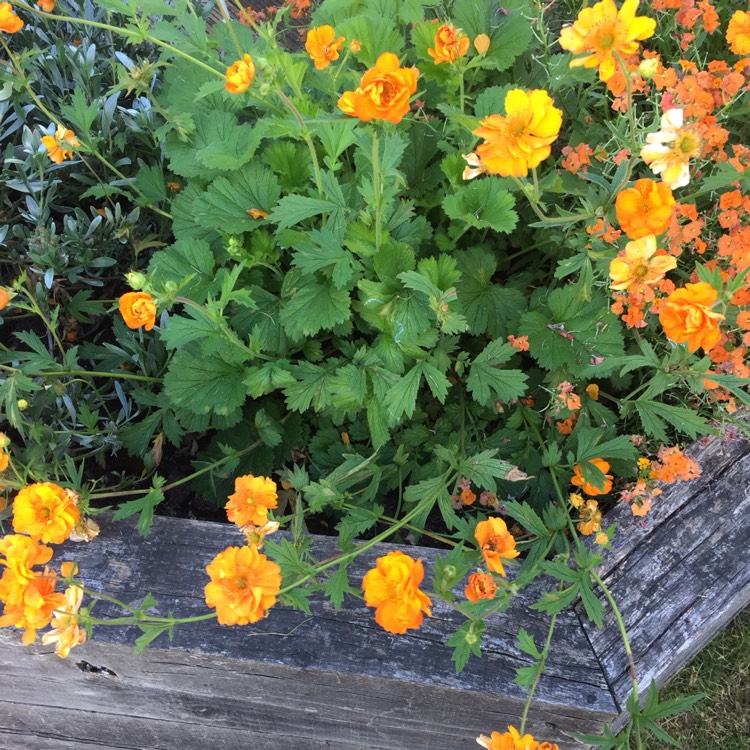 Plant image Geum 'Fireball'