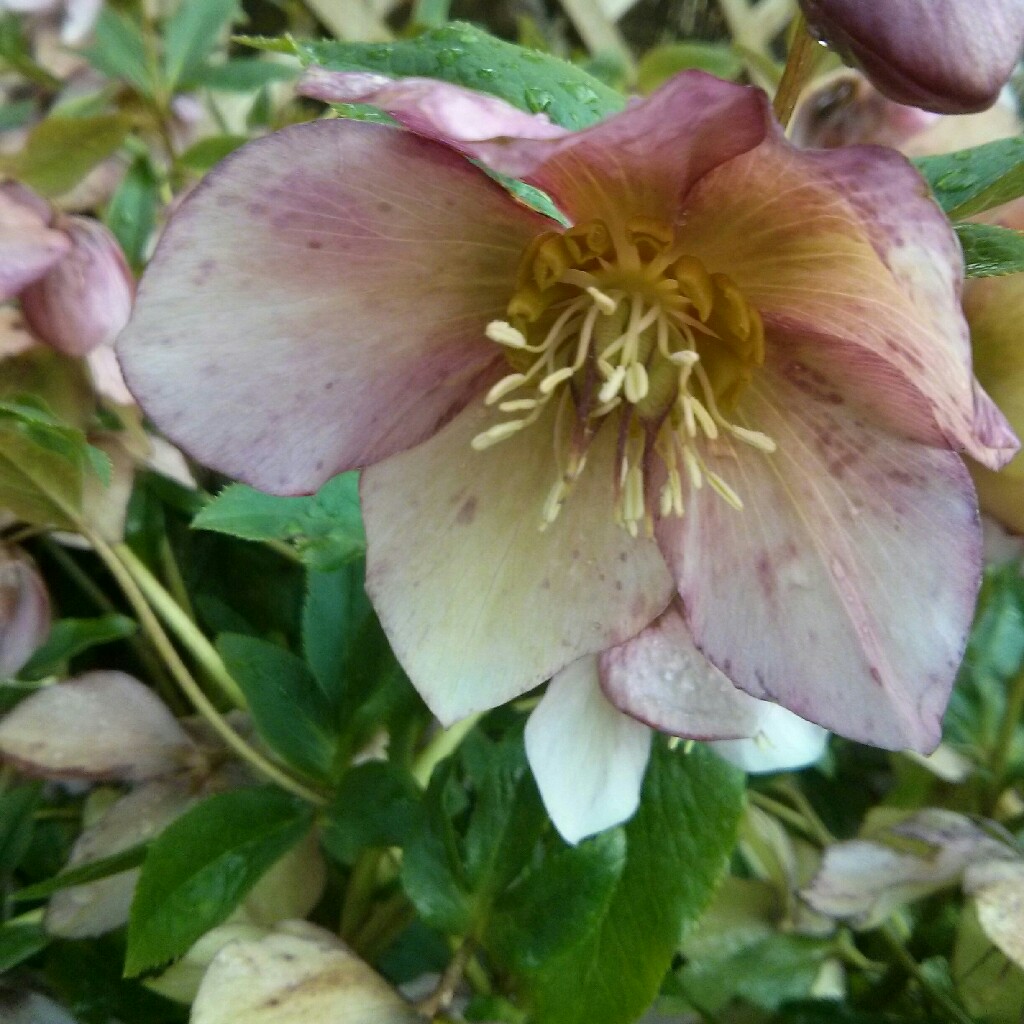 Hellebore