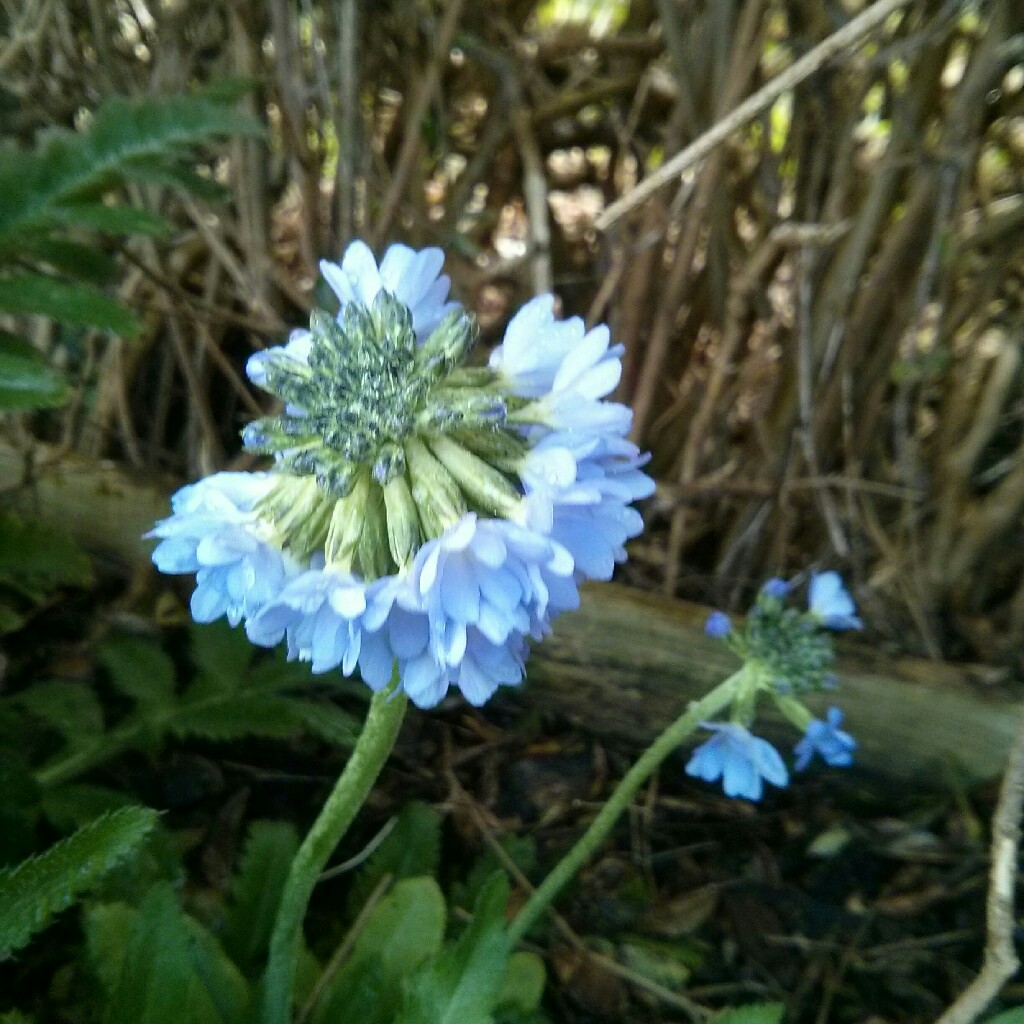 Susan's garden