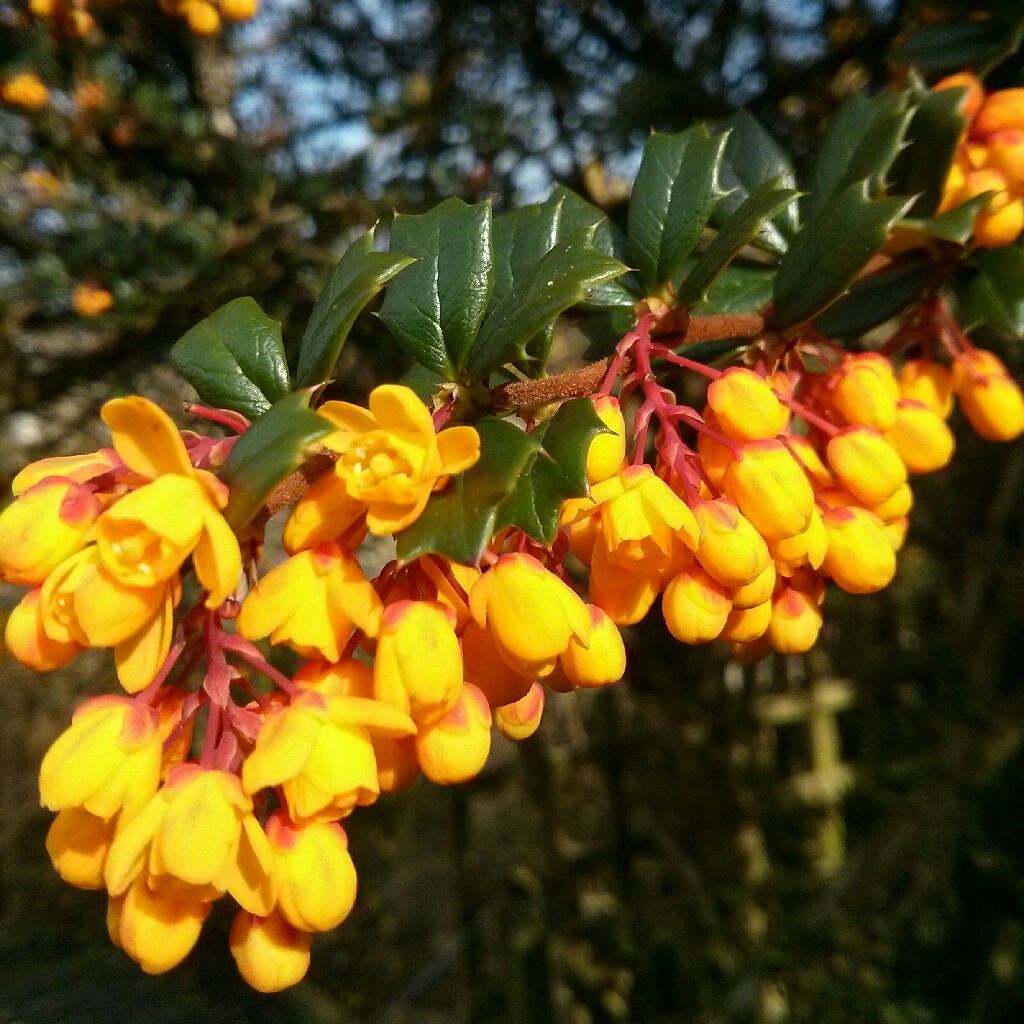 Darwin's Barberry