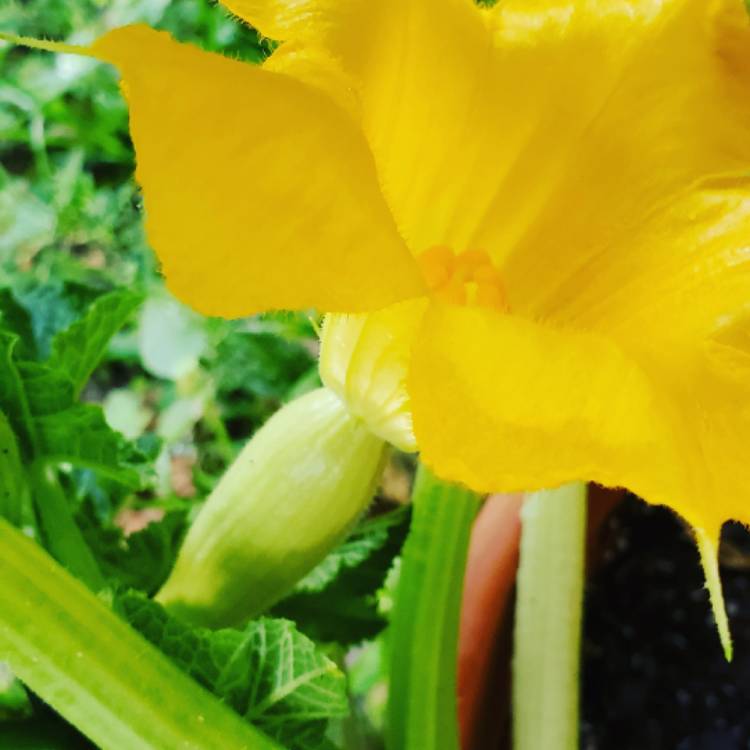 Plant image Cucurbita Pepo var. Cylindrica 'All Green Bush'