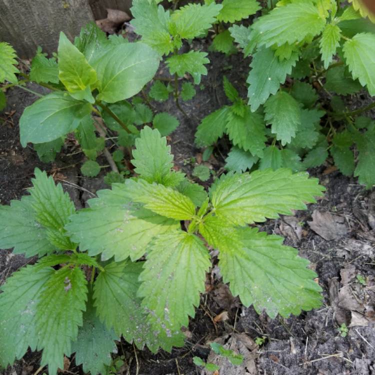 Plant image Lamium purpureum