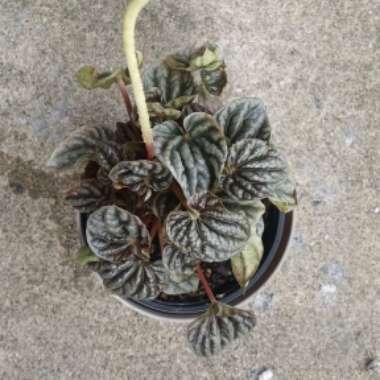 Peperomia 'Silver Ripple'