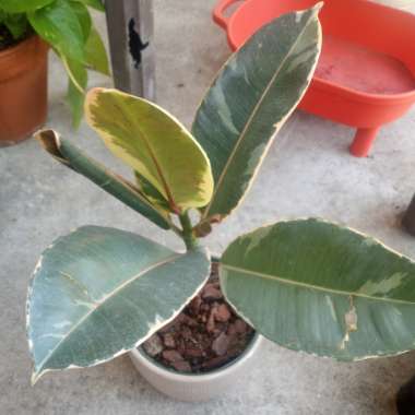 Rubber Tree 'Ruby'