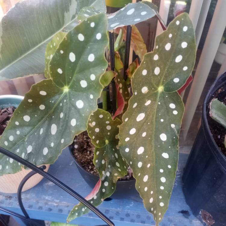 Plant image Begonia Maculata 'Wightii'