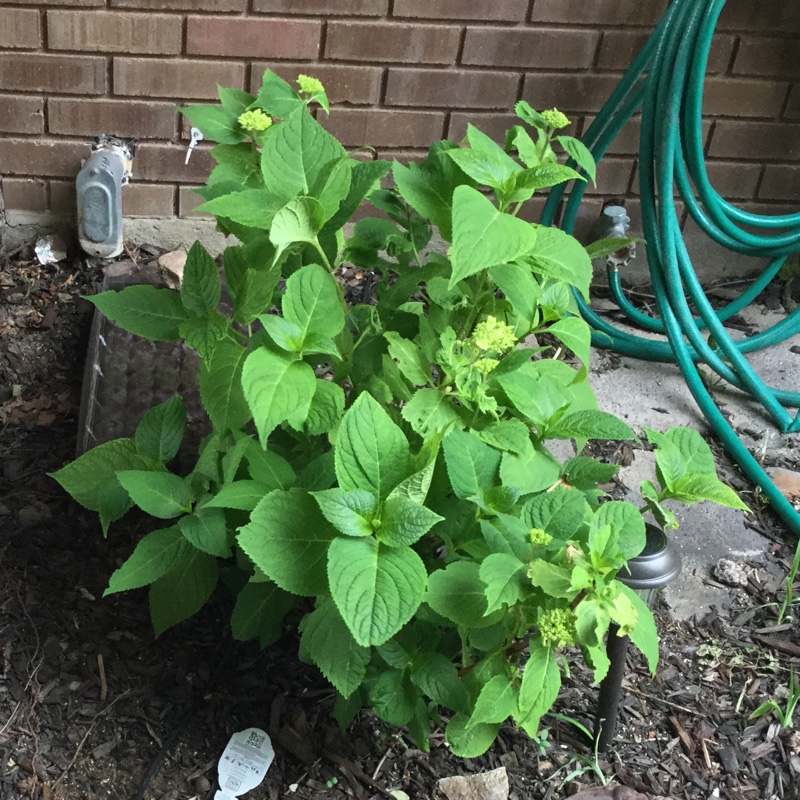 Hydrangea