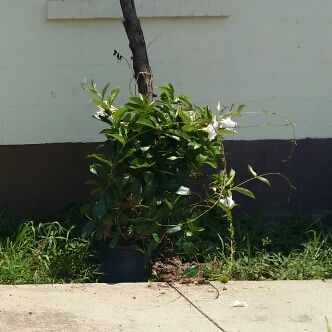 Mandevilla 'Sun Parasol Giant White'