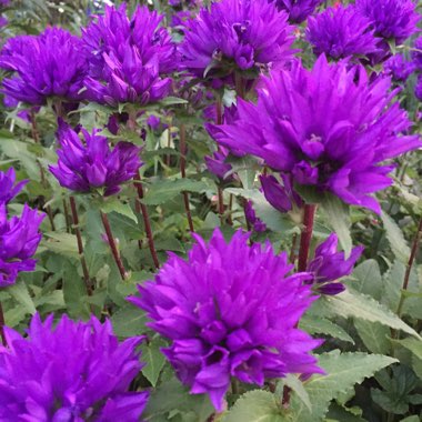 Campanula glomerata