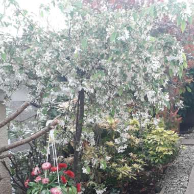 Deutzia 'Yuki Cherry Blossom'