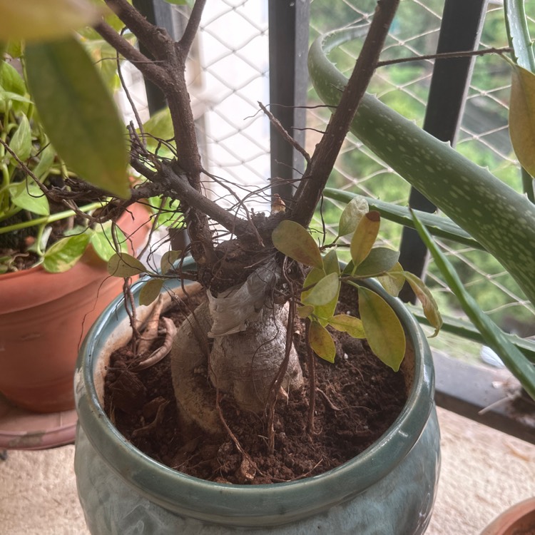 Plant image Ficus formosana (Bonsai)