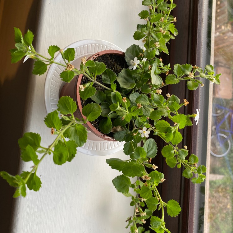 Plant image Bacopa 'Blauw'