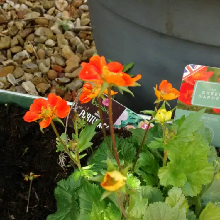 Plant image Geum coccineum 'Koi'